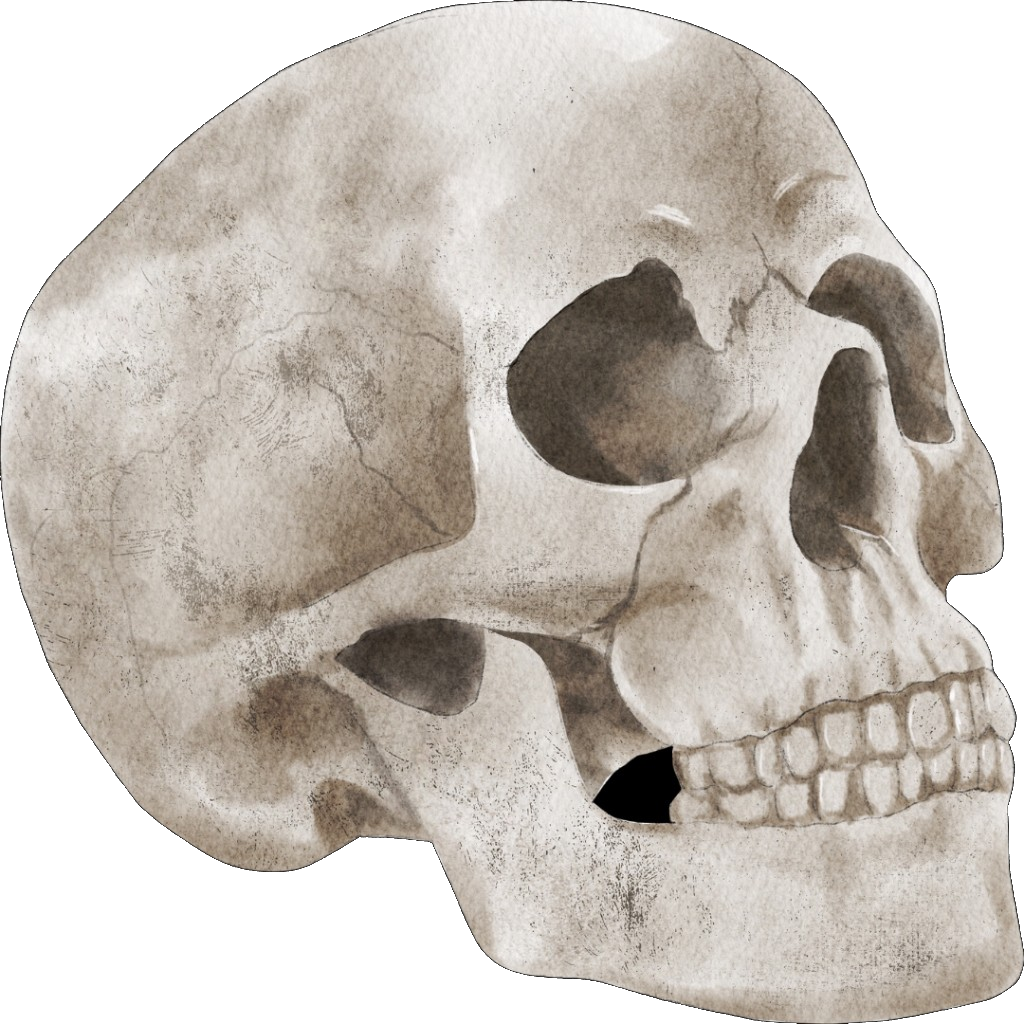 Skull